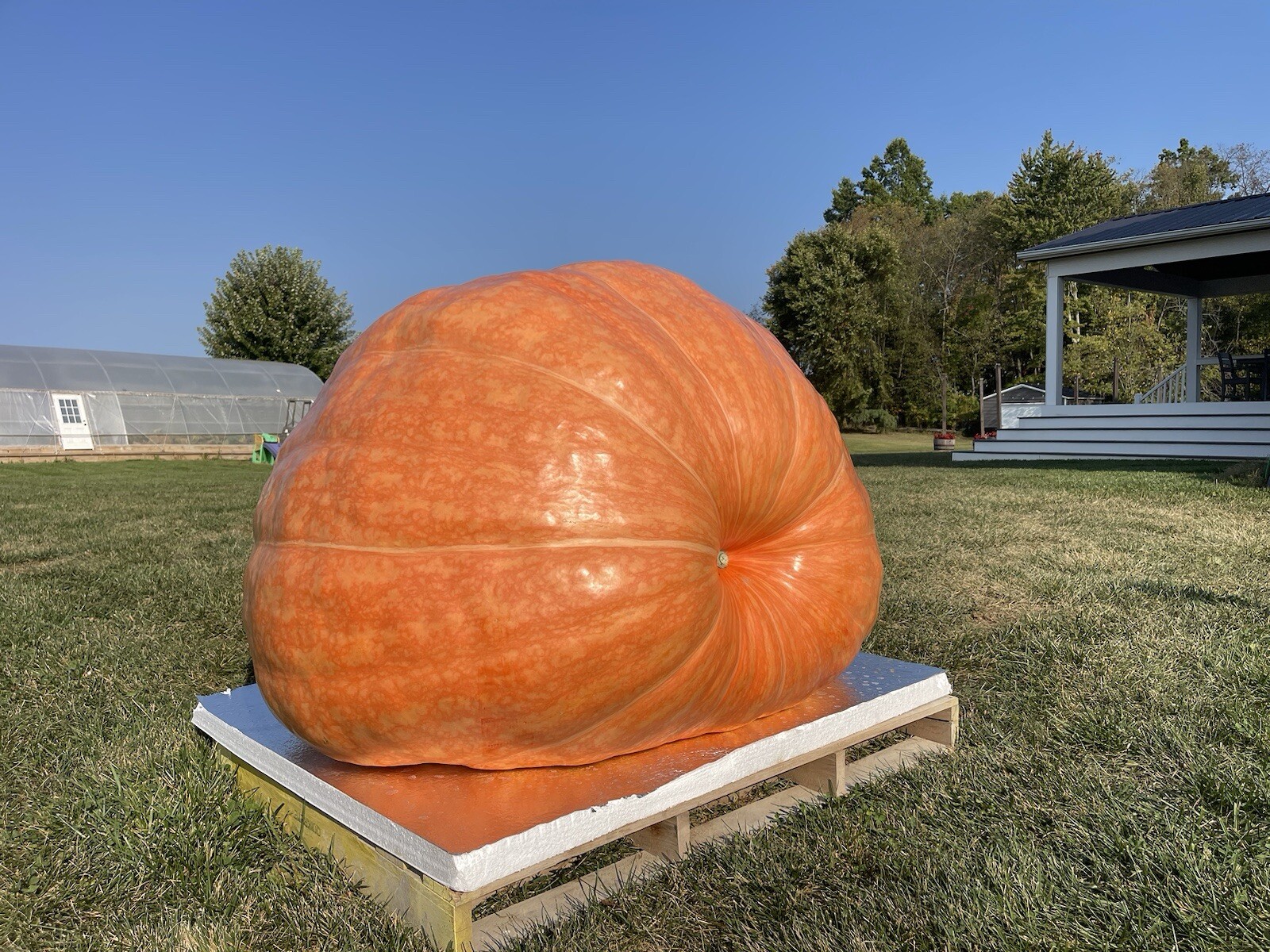 Atlantic Giant Pumpkin Seeds 1087 McMillin’24 (2245 Andrusz X 1109 McMillin)$25