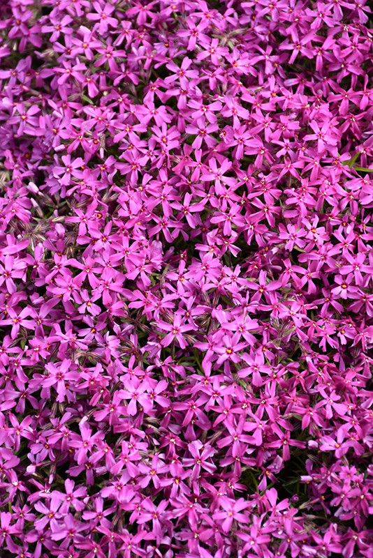 Red Wings Creeping Phlox 15 Plants in 3-1/2 inch Pots