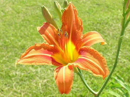 WILD DAYLILY 10 fans root systems Ditch Lily