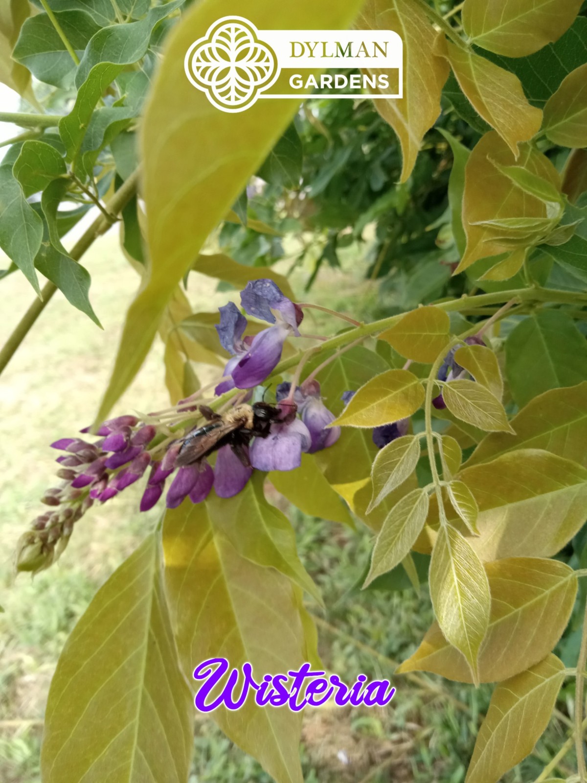 Japanese Wisteria (Wisteria floribunda) Flowering Vine – Bonsai – Multiple Sizes