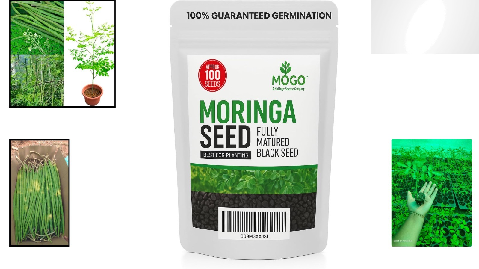 100 Organic Moringa Seeds for Edible Growth – Perfect for -Round Planting