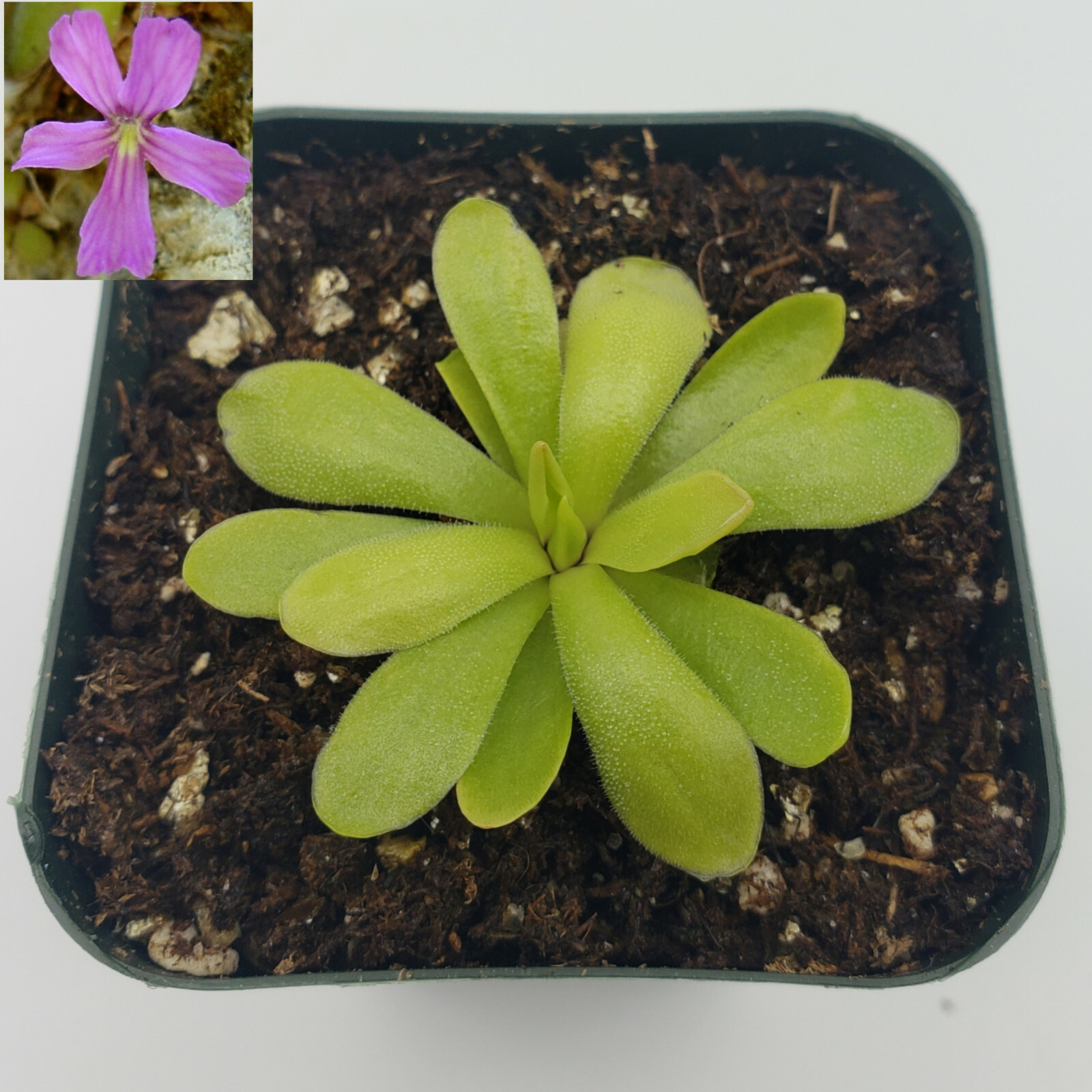 Pinguicula rectifolia (Butterworts) carnivorous plant