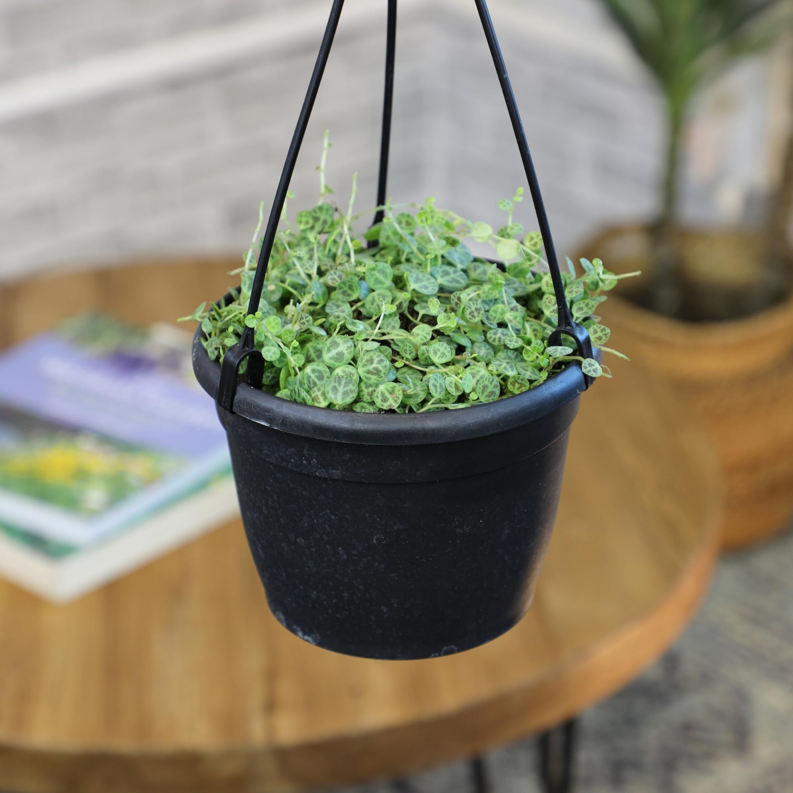 Live String of Turtles Plant – Pet Friendly Indoor Hanging Basket, Non-Toxic Suc