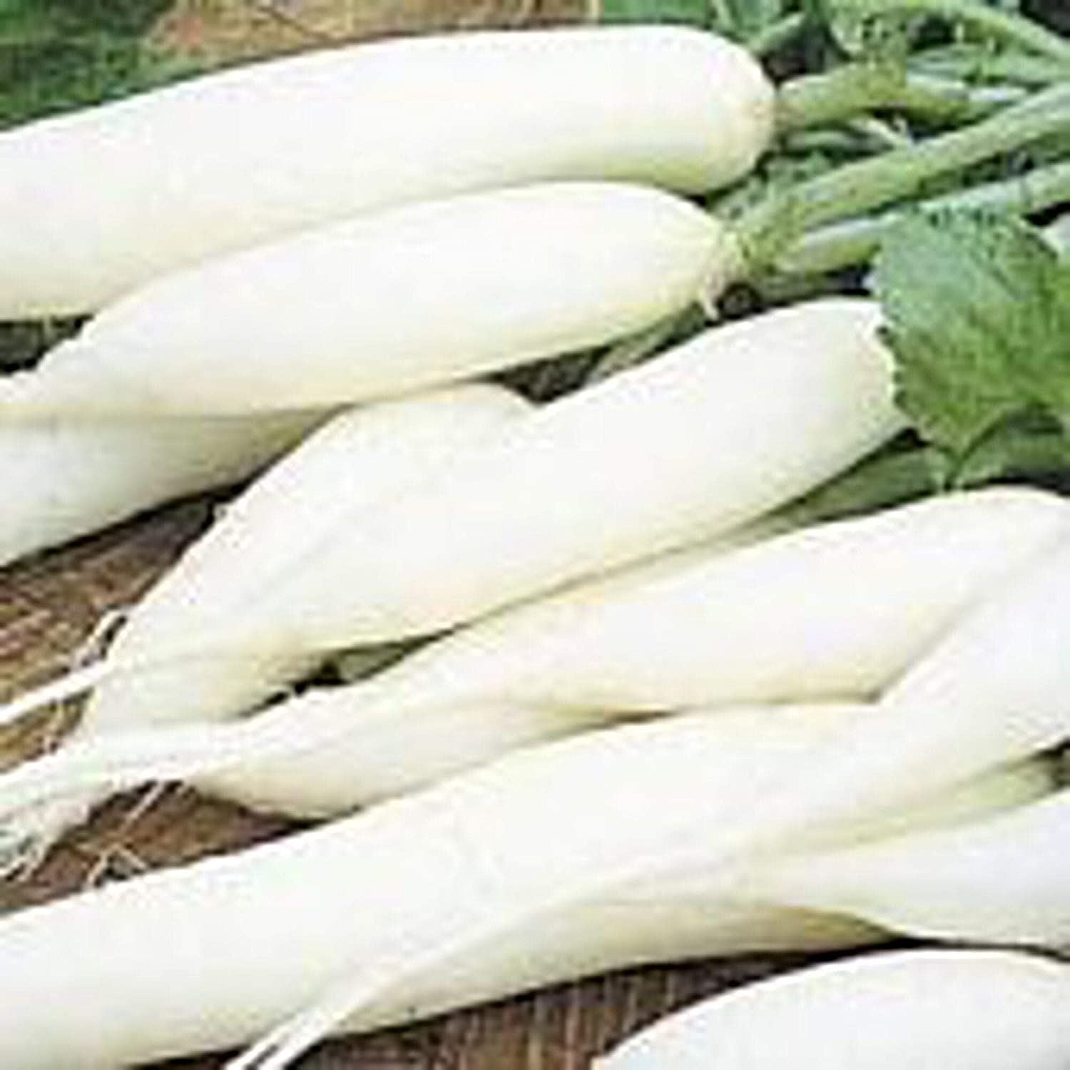 White Icicle Radishes Seeds (25+ Seeds)