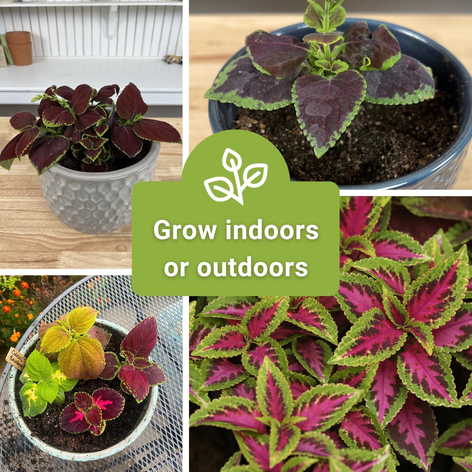 Sow Right Seeds – Rainbow Coleus for Planting 1 Standard Packet, mix