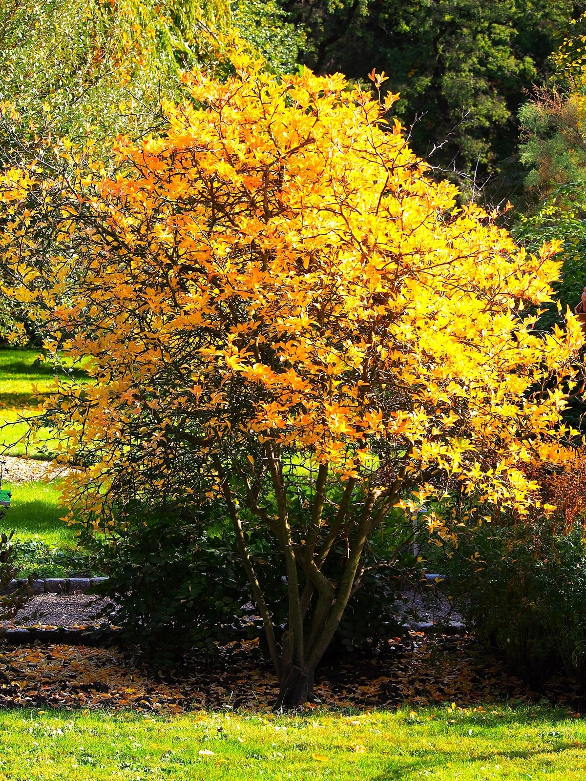 Hardy Orange Tree (Trifoliate) Seeds – For 2026 Planting Poncirus Trifoliata