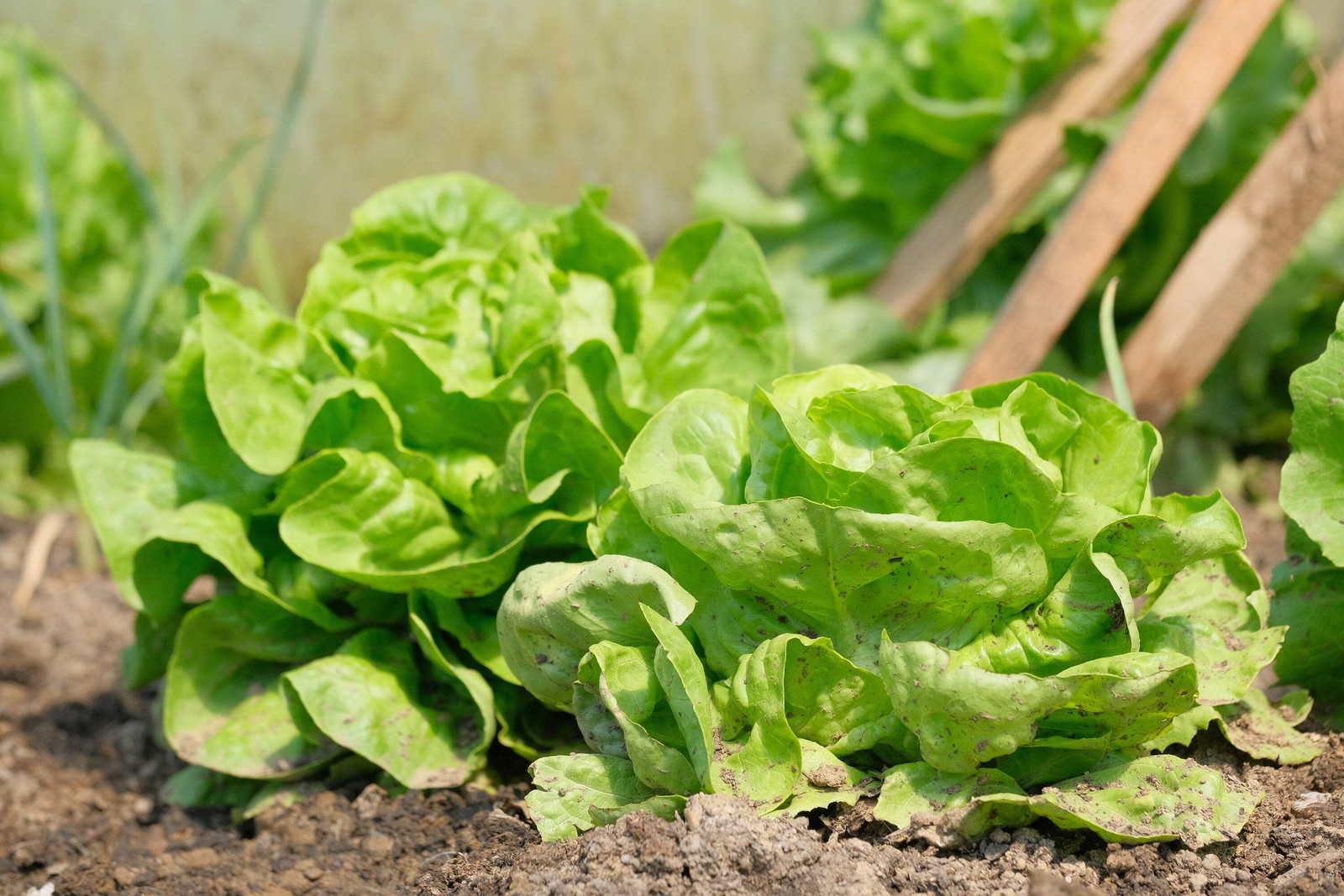 3000 WHITE BOSTON LETTUCE 12″ Green Butterhead Lactuca Sativa Vegetable Seeds
