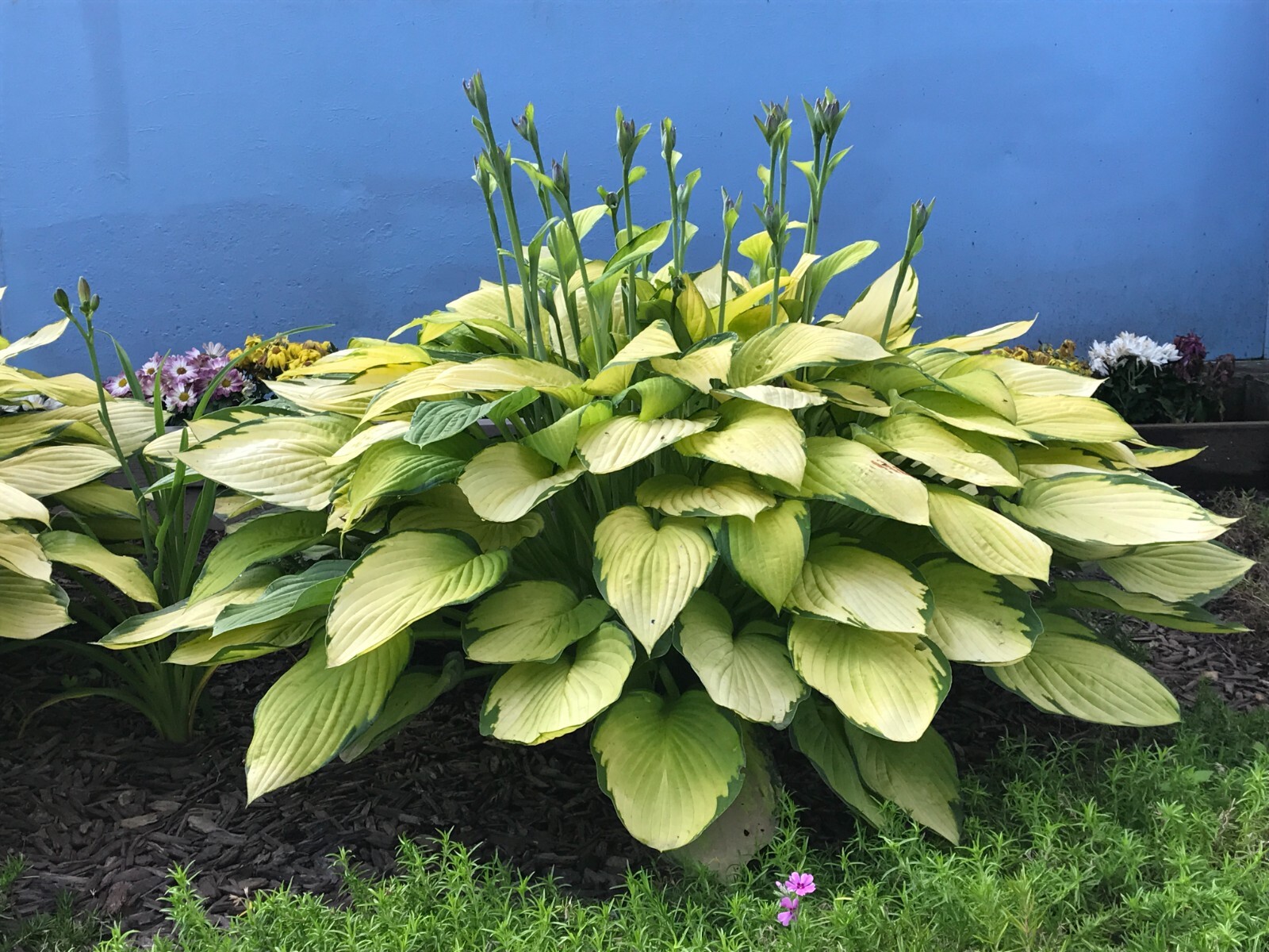 3 GOLD STANDARD HOSTA Bare Root Perennial Plant $ Years Old Root
