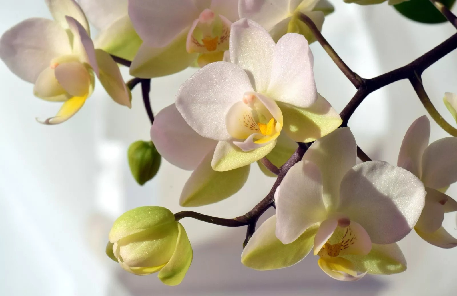 White Orchid Tree Seed {Bauhinia alba}10 SEEDS USA POST