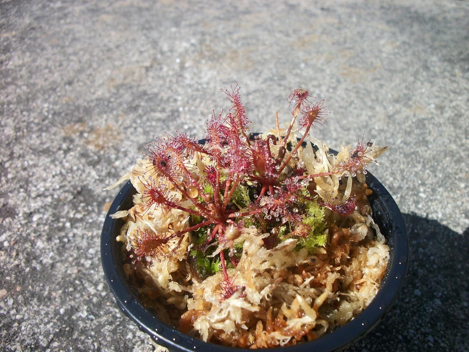 Two Drosera Intermedia Sundews Carnivorous Plants
