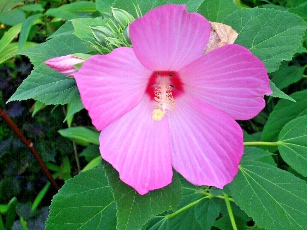 ONE PINK SWAMP ROSE MALLOW PLANT – Hibiscus moscheutos