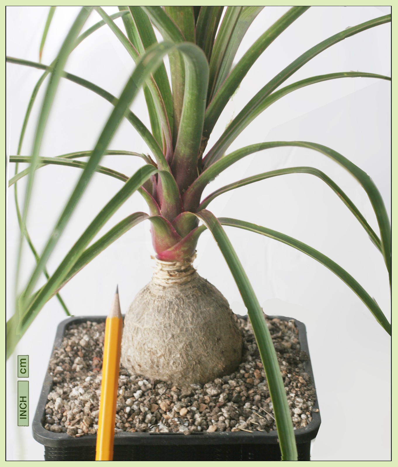 Ponytail Palm Beaucarnea Recurvata Spectacular Large Healthy Bare Root Specimen