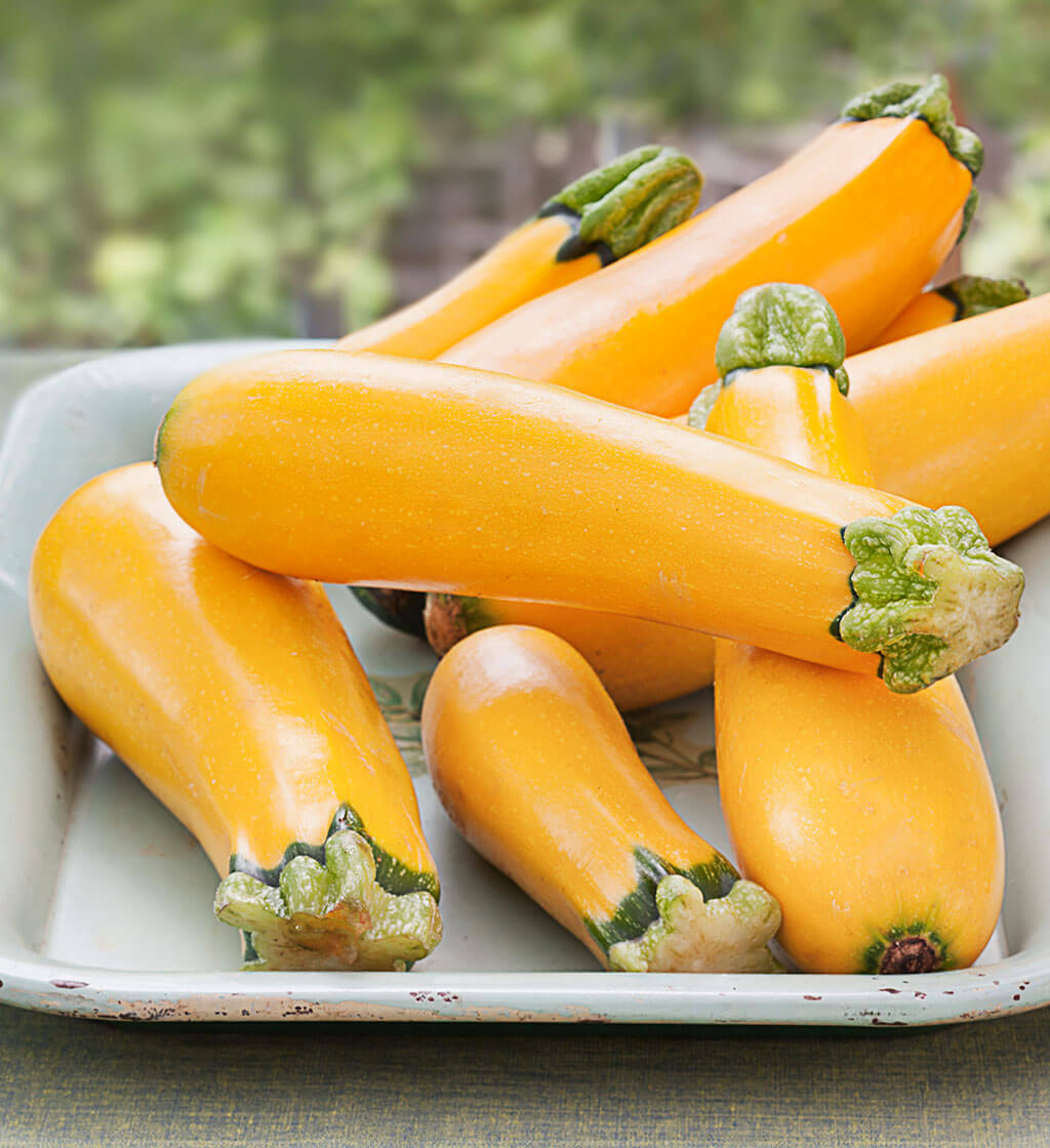 Golden Zucchini Seeds | Heirloom Yellow Summer Squash Courgette Kousa for 2024