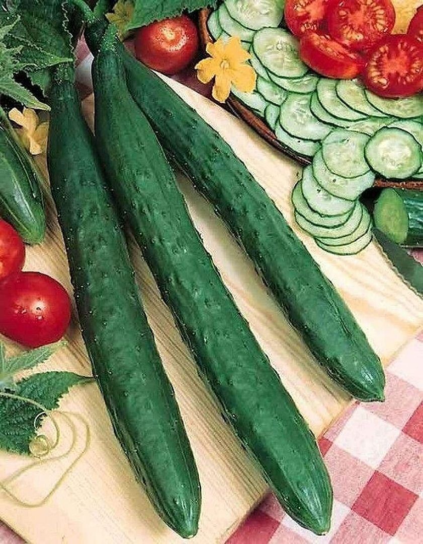 50+ CHINA JADE burpless cucumber seeds; Dua Leo Tasty Jade de trong