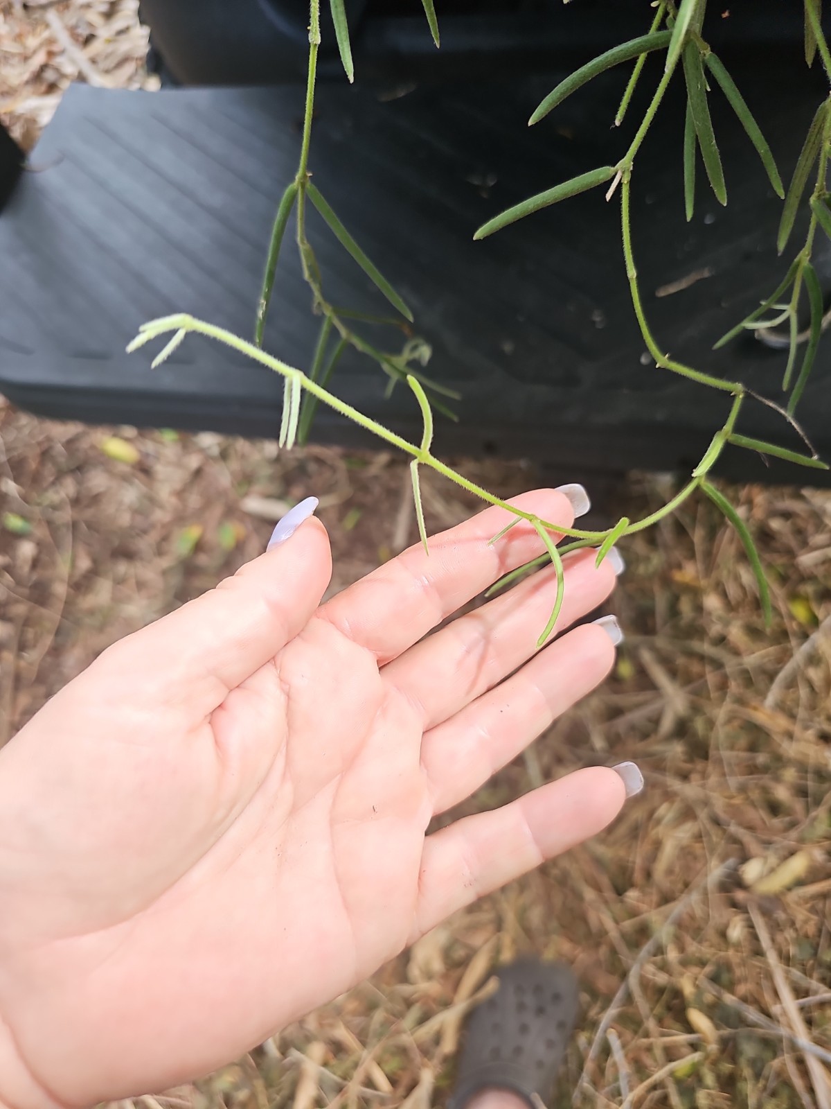 Hoya Linearis Rooted Live Plant 3″ Pot