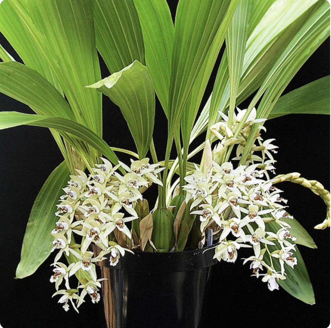 Coelogyne Asperata “RARE SPECIMEN”