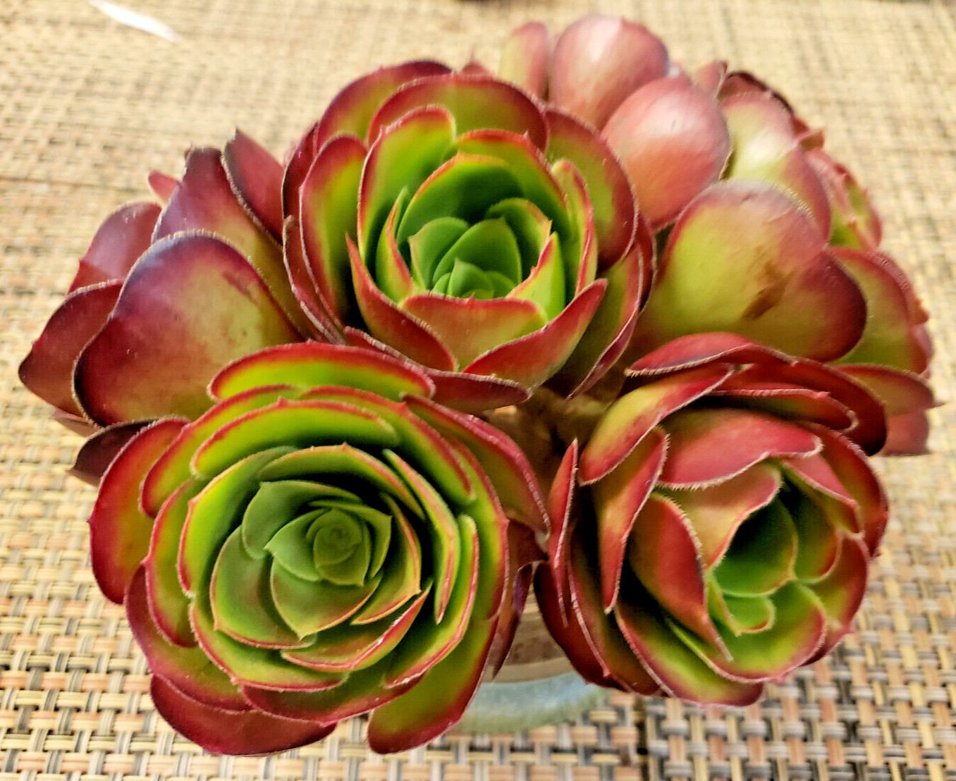 2 x MEDIUM SIZE AEONIUM ‘VELOUR’ CUTTING – 2″ (= 5 CM) diameter