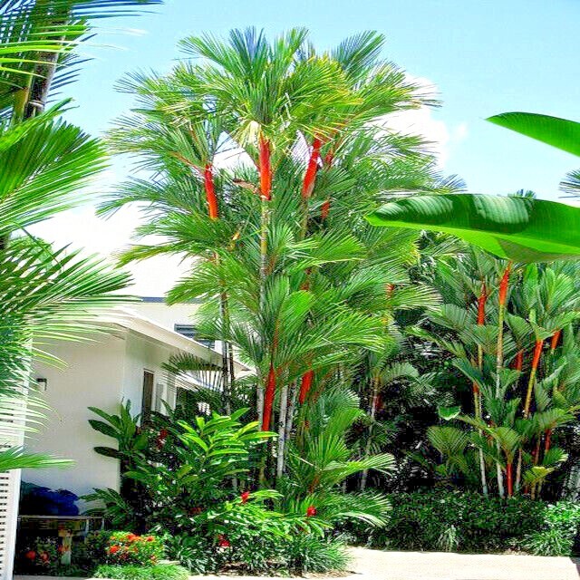 10 RED SEALING WAX “LIPSTICK” PALM TREE SEEDS (Cyrtostachys renda) House Plant