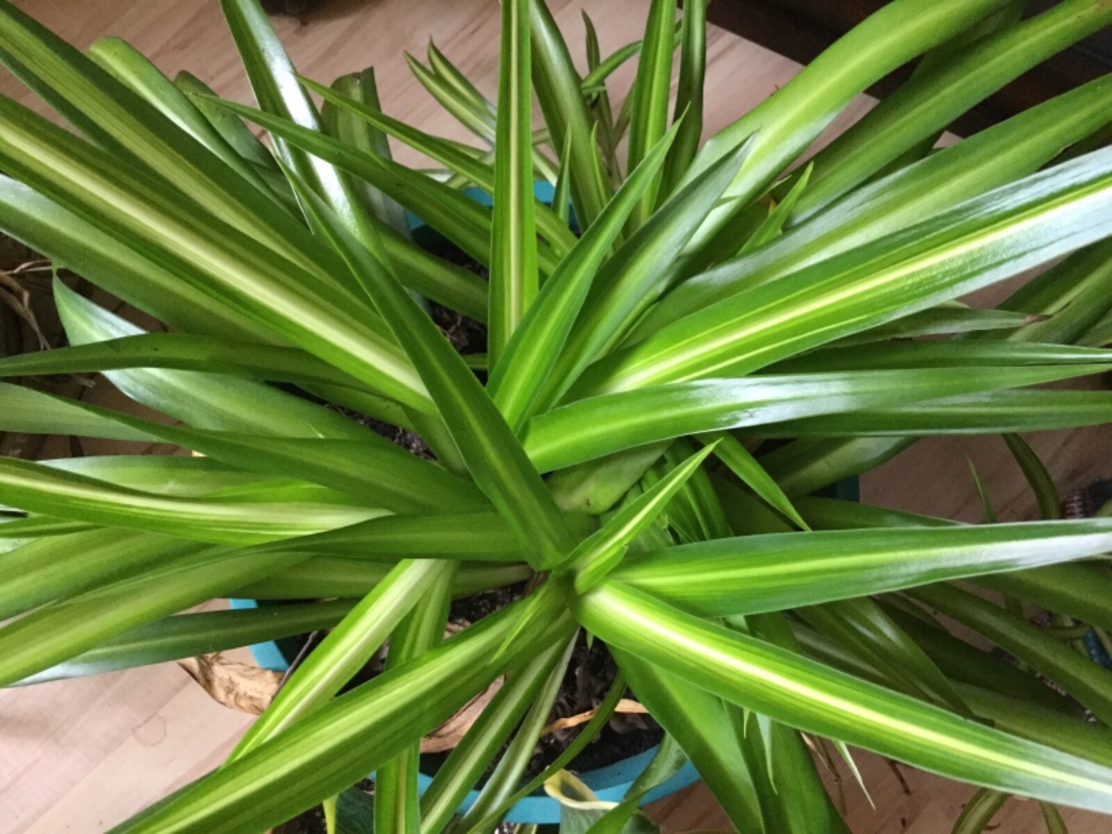 3 in. Spider Plants Chlorophytum comosum Golden Glow aka Hawaiian & variegated