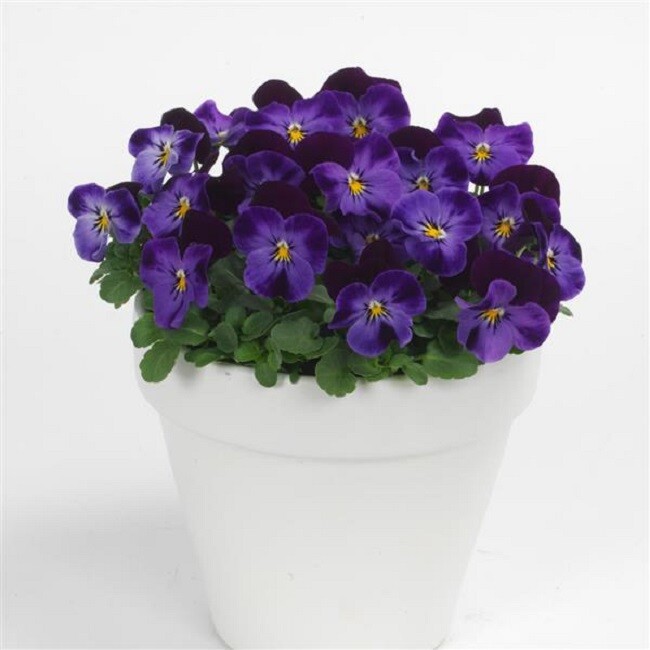 50 Viola Seeds Sorbet XP Denim Jump Up