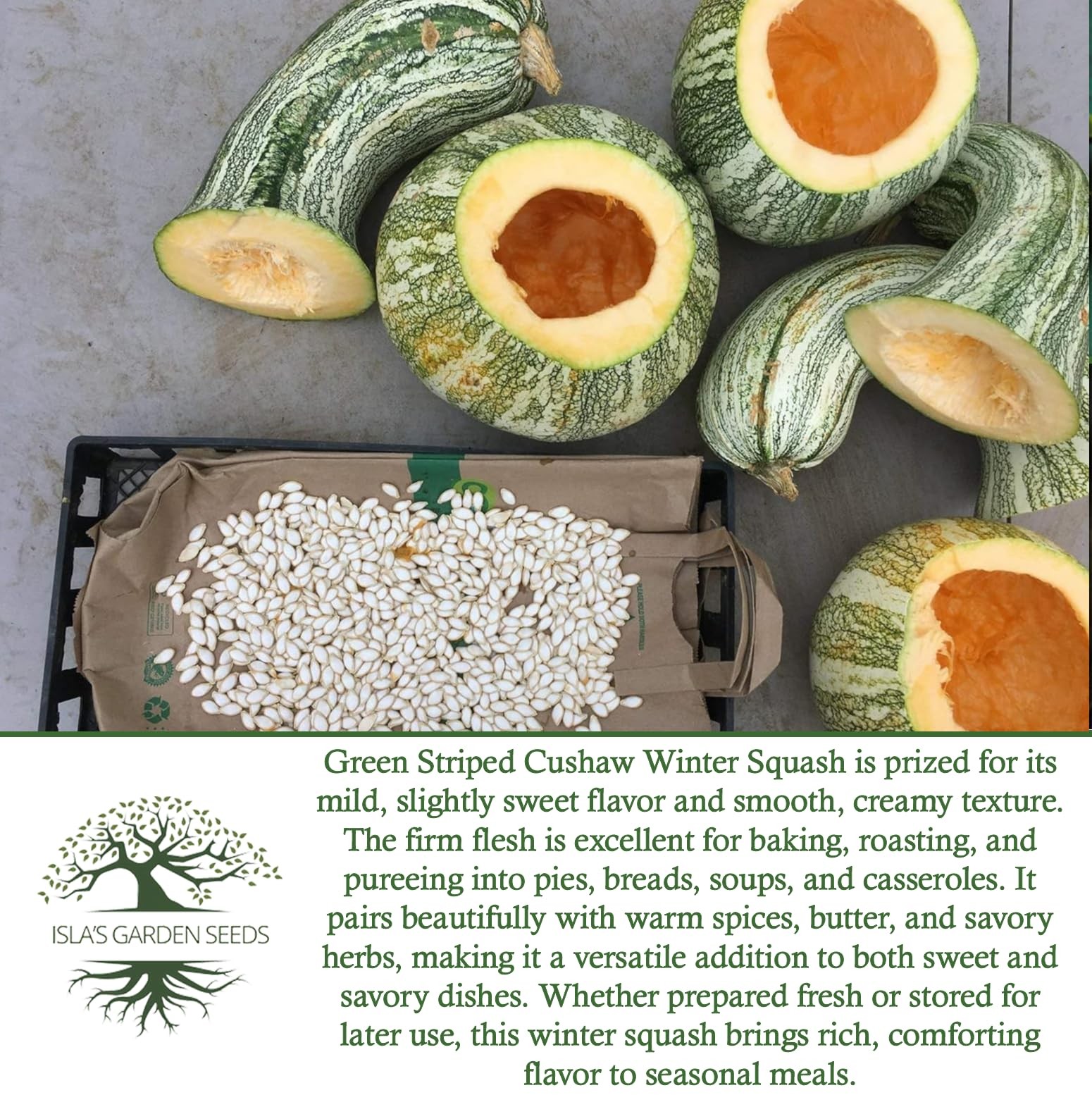 Green Striped Cushaw Pumpkin Seeds Cucurbita argyrosperma – 25 Heirloom NonGM…