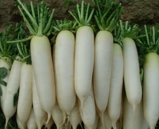 20 + WHITE ICICLE RADISH SEEDS * 5 INCH FRUIT WHITE