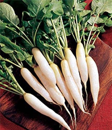 Radish White Icicle Great Heirloom Vegetable By Seed Kingdom 500 Seeds