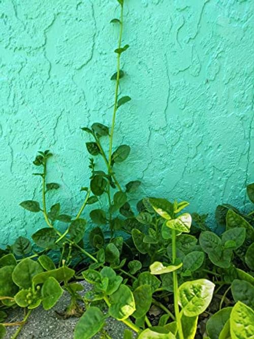 Seeds – Malabar Spinach Seeds – Non-GMO Seeds with Easy to Big Round Leaf