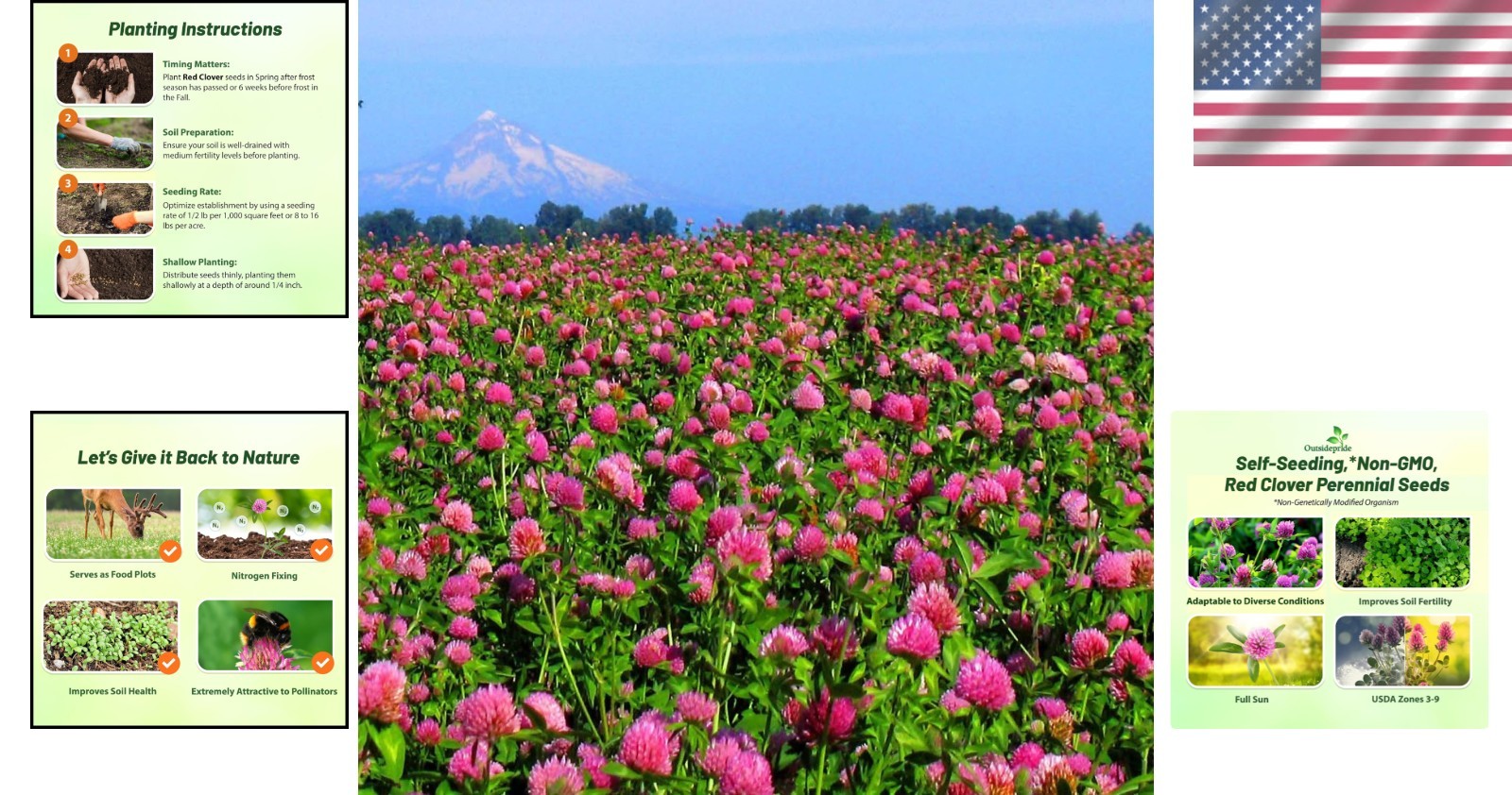 Perennial Red Clover Seeds 10 Lb Nitrocoated Inoculated Full Sun Drought Tole…