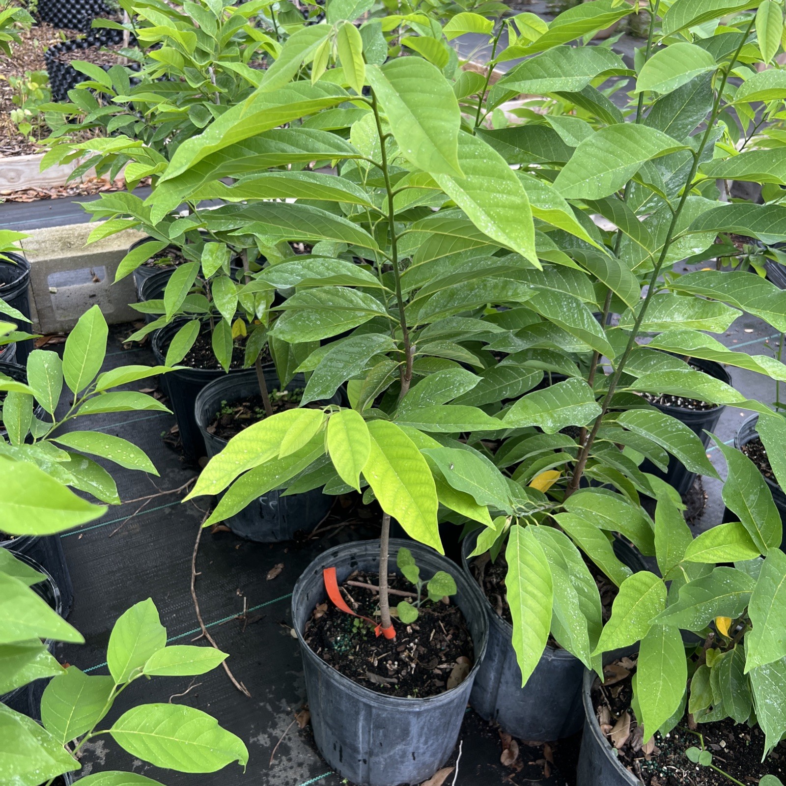 red sugar apple 2-3 feet – 3Gal -NO SHIP CA
