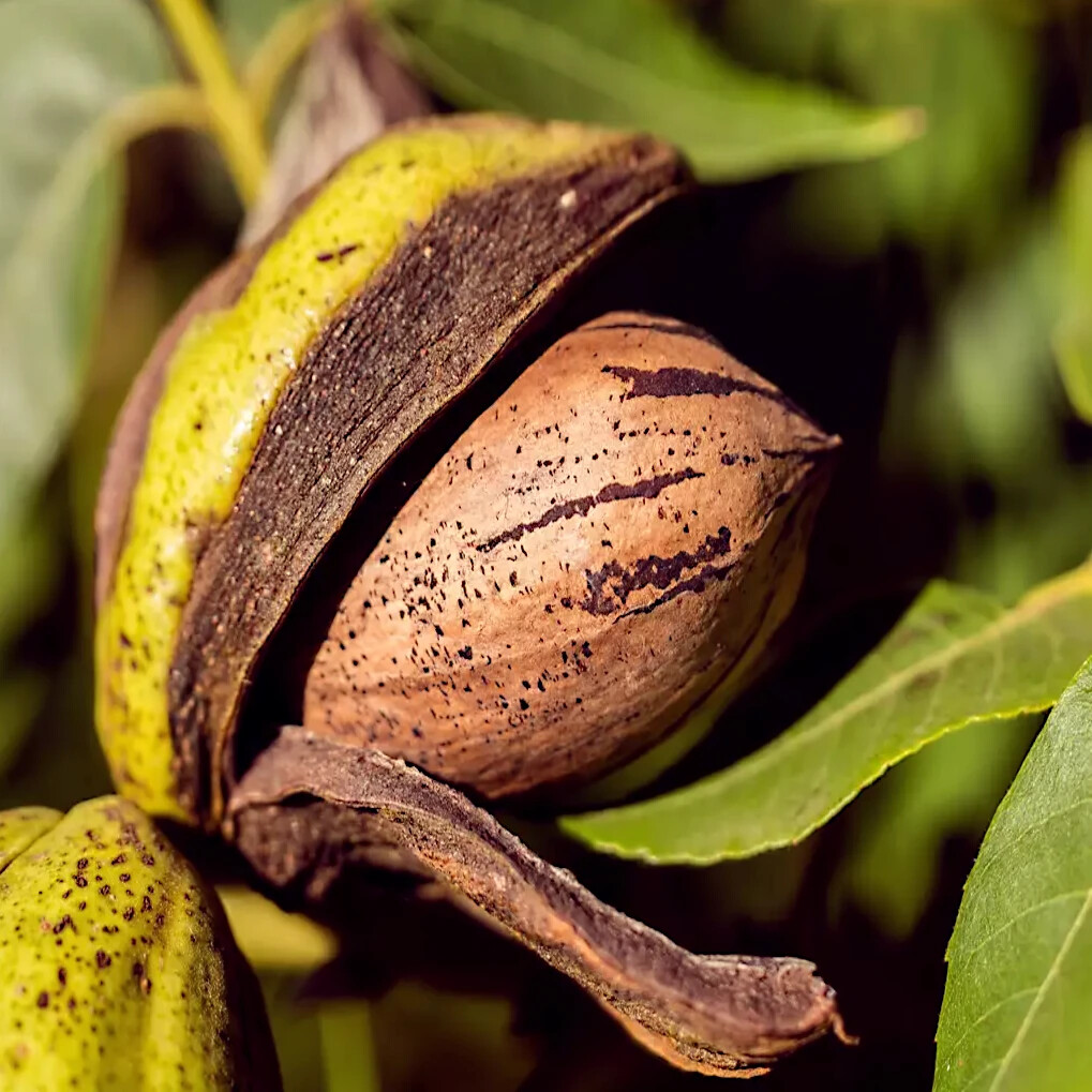 Northern Sweet Pecan Tree Seeds/Nuts (Carya illinoinensis) Hardy-Zone 5 Edible