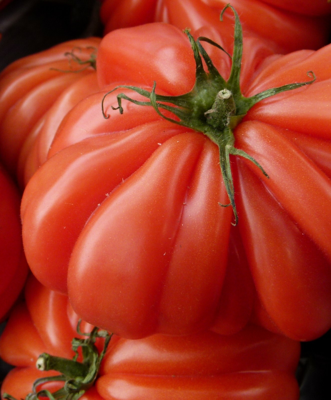 Costoluto Genovese Tomato Seeds, 30 Seeds, BUY 2 GET 1 FREE, NON-GMO, FREE SHIP