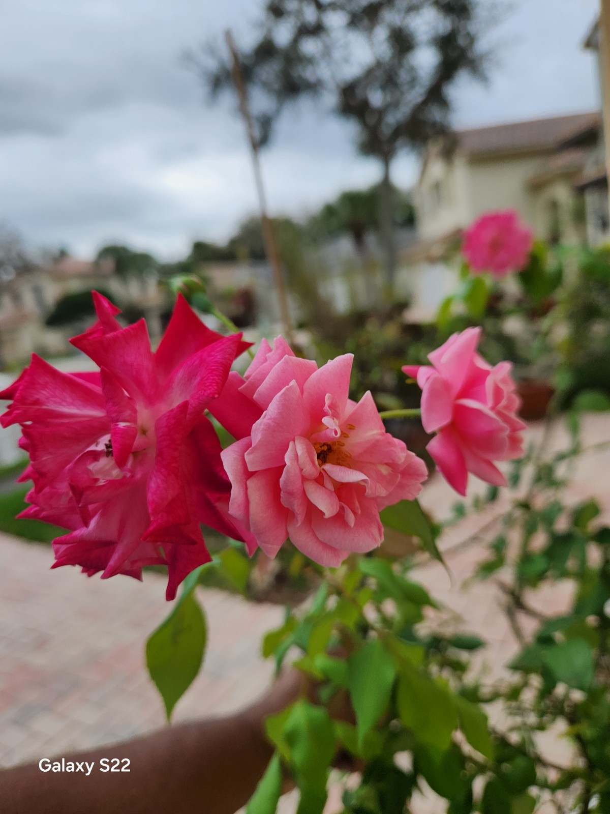 Red/Pink Climbing Rose – Live Starter Plant (6″-8” Tall)