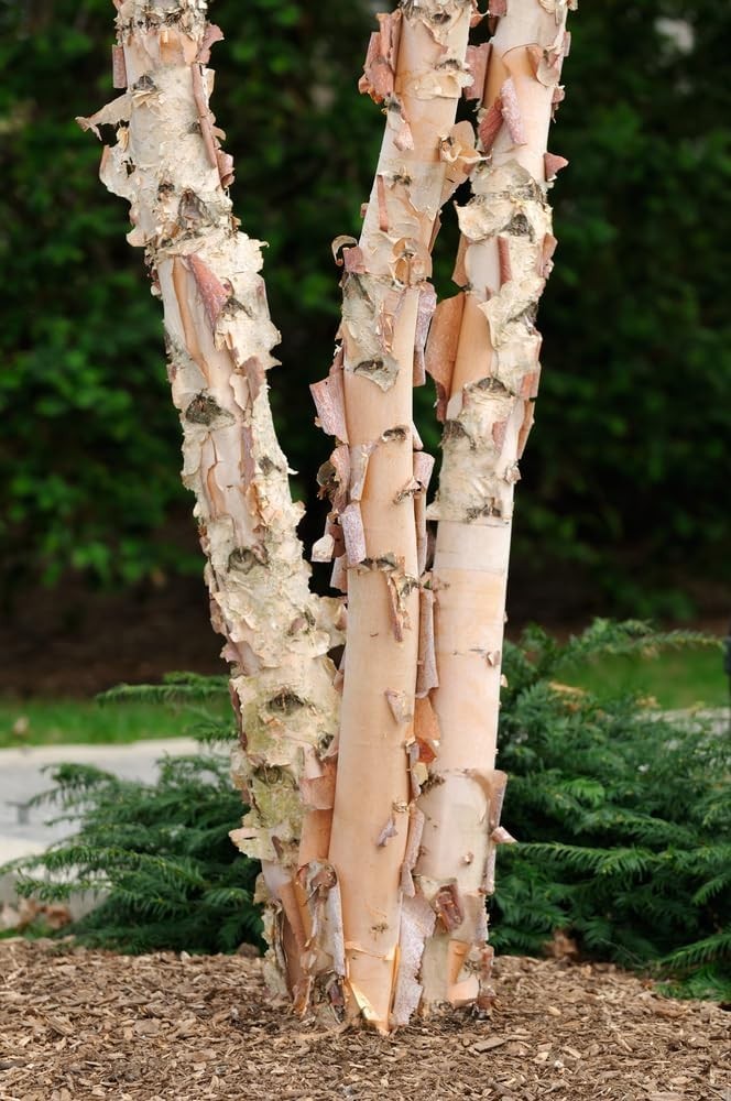 5 yo+ Fully Growing River Birch Tree Betula nigra Well Rooted Plant 40″+