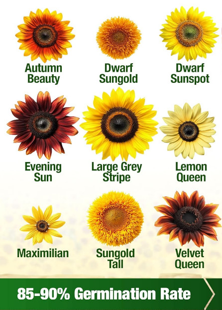 Sunburst Delight Sunflower Mix: 50 Seeds