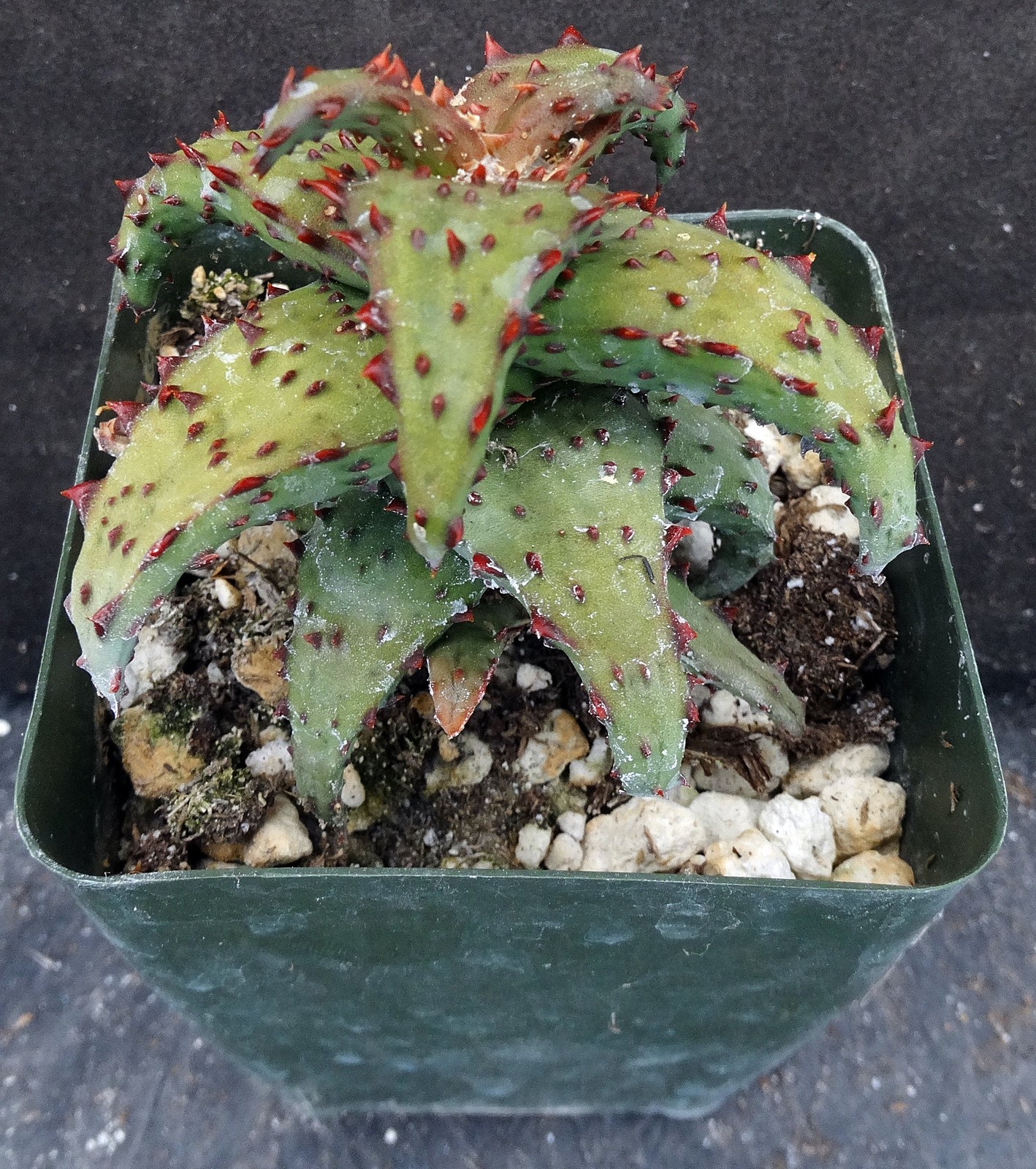 Aloe castilloniae Spiny leaf form