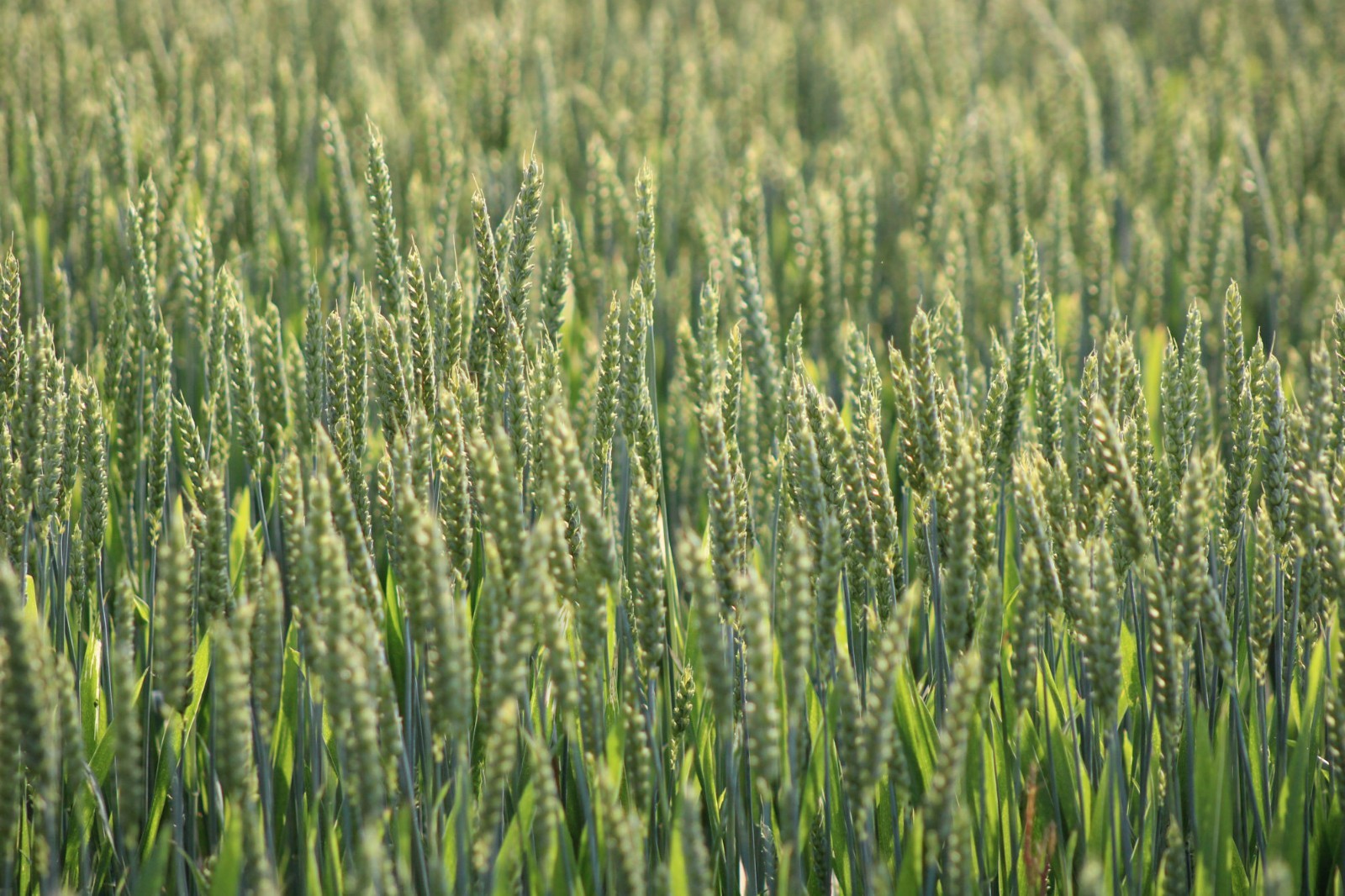 100 Heritage Grain Seeds! Heirloom Sirvinta Organic Wheat-All Natural Non GMO