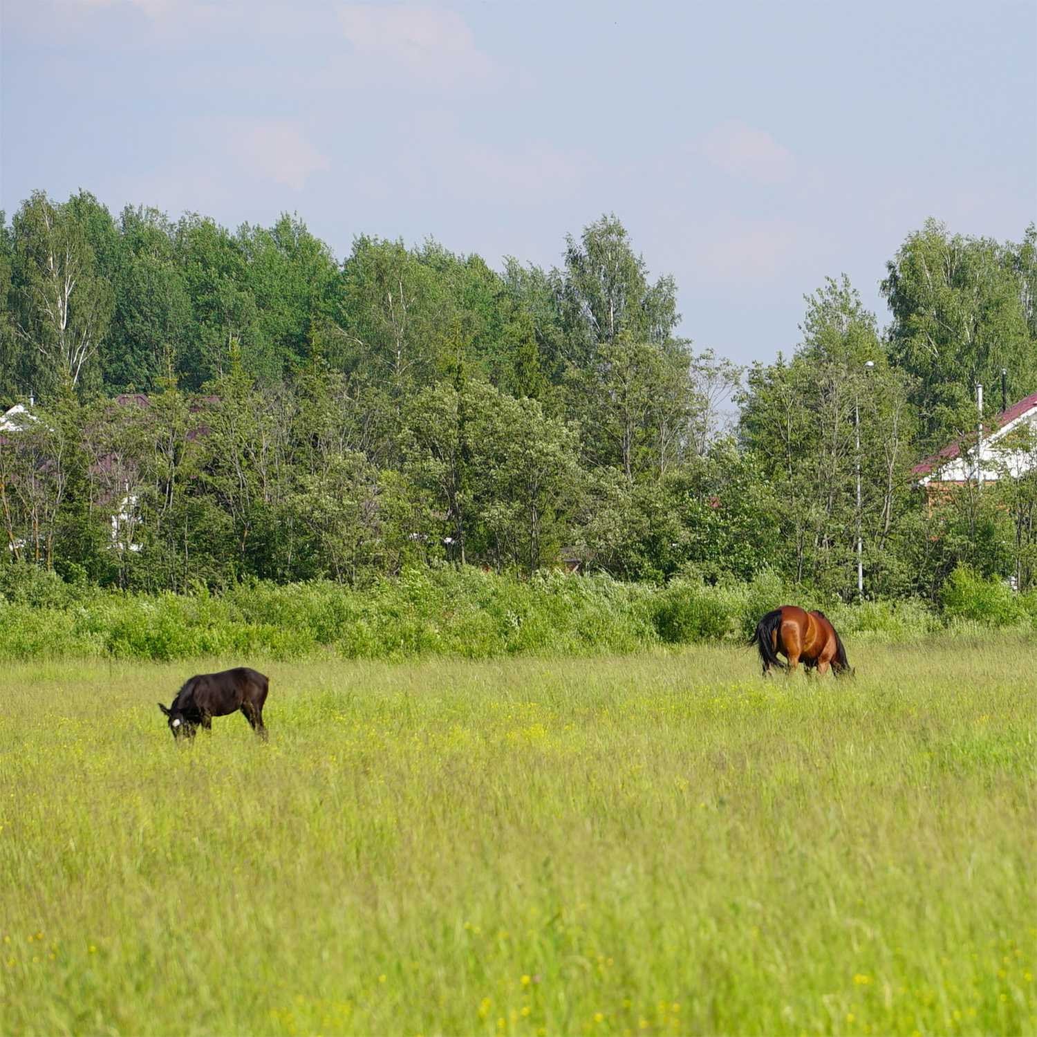 50 LBS Horse Pasture Grass Seed