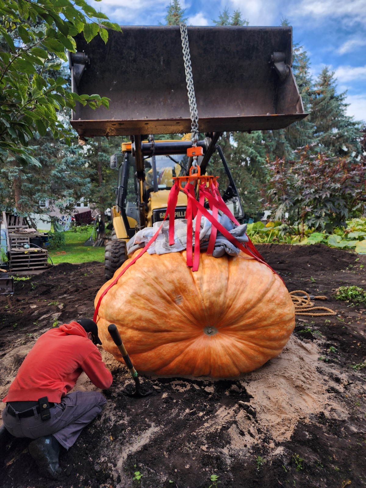 2114.5 LBS GIANT PUMPKIN SEED ATLANTIC GIANT PUMPKIN SEED