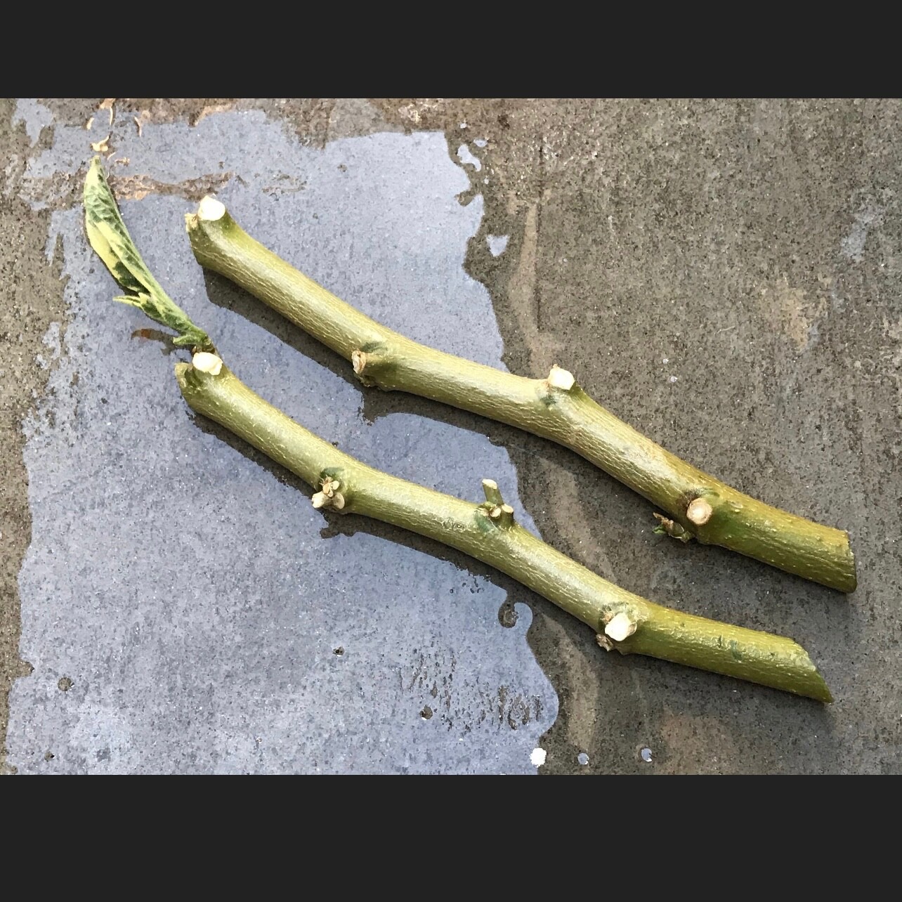 Variegated Brugmansia Angel’s Trumpet Unrooted Plant Cuttings
