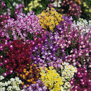 Linaria maroccana Fairy Bouquet 5,000 seeds