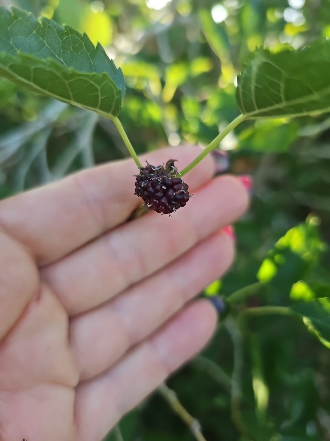 Large Dwarf Black Mulberry Morus Nigra Everbearing Live Plant Well Rooted