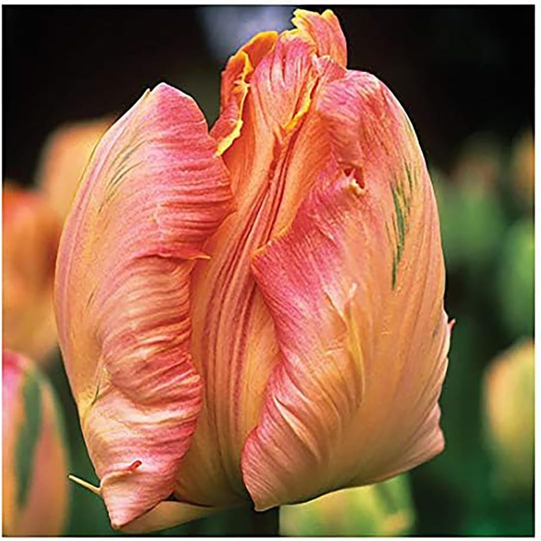 5 Orange Favorite Parrot Tulip Bulbs – Vibrant Orange Blooms with Fringed Pet…