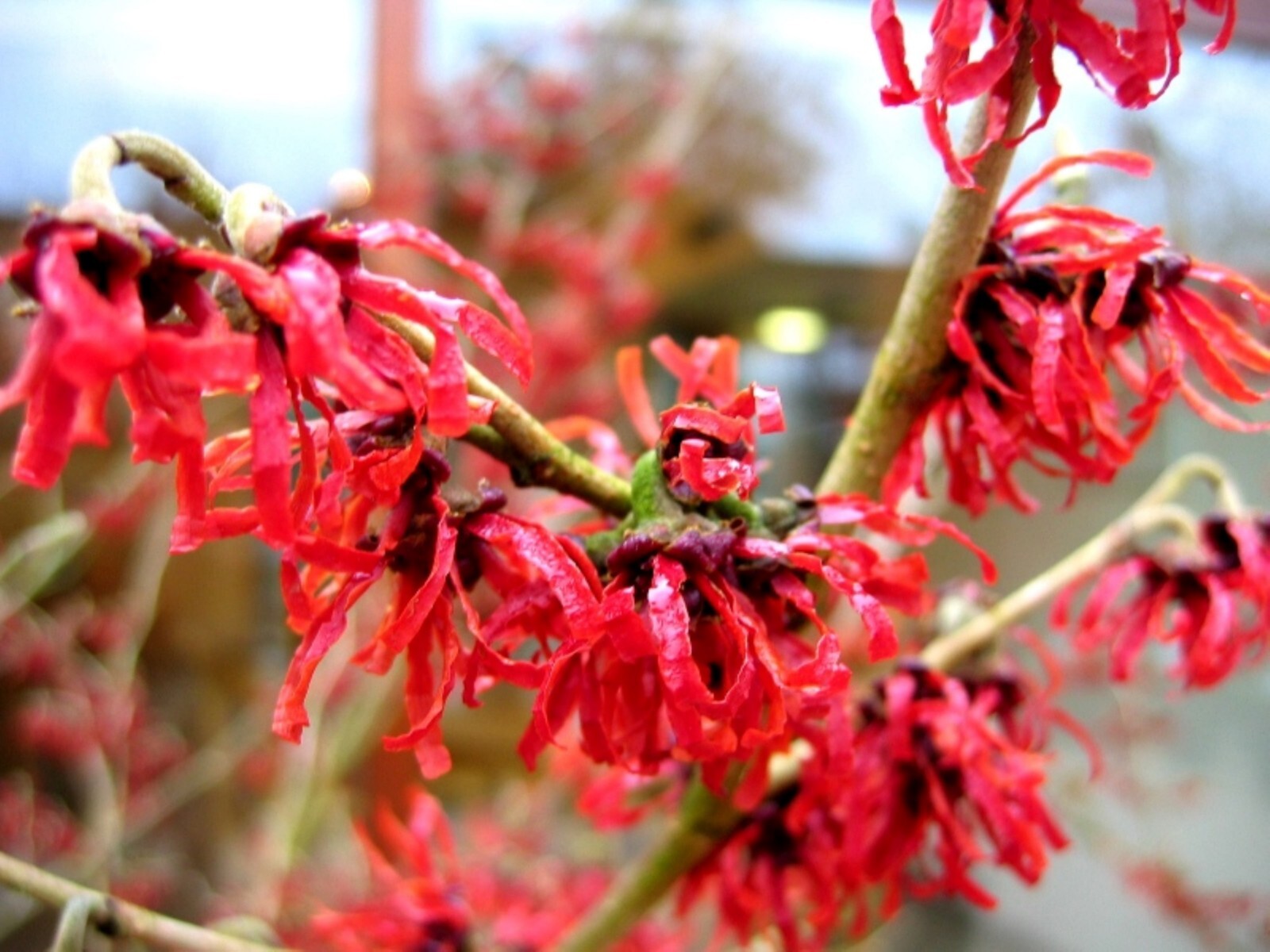 Hamamelis × intermedia ‘Diane’, 1 year old plant, grafted