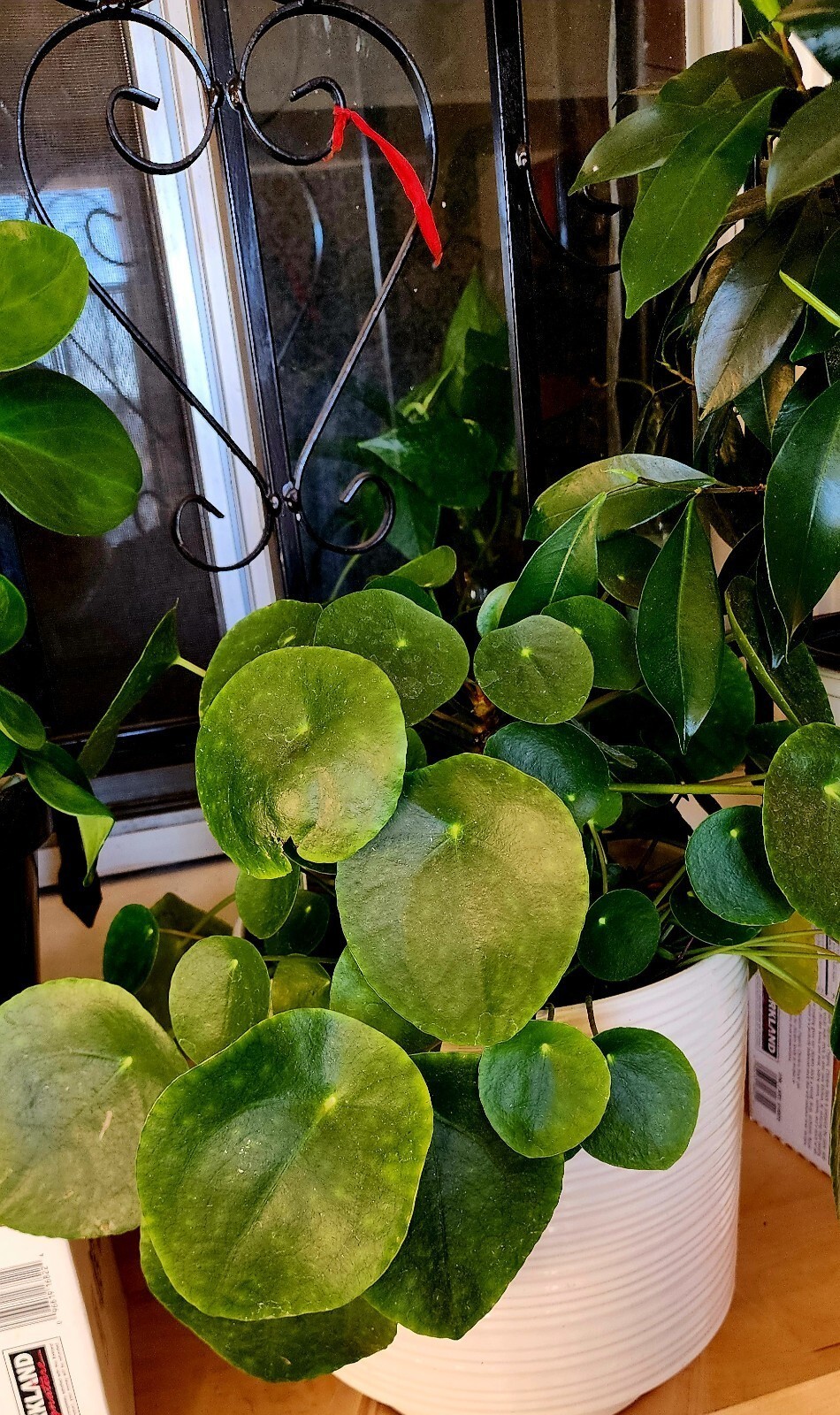 8-12″ Diameter Plant – Pilea Peperomioides – Chinese Money Plant fully rooted