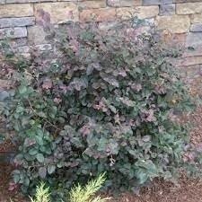 Loropetalum Ruby Compact | 3 Gallon | Loropetalum chinense | Low Maintenance