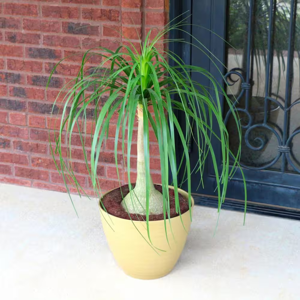 5.5 In. Cottage Hill Ponytail Palm Plant in Pot