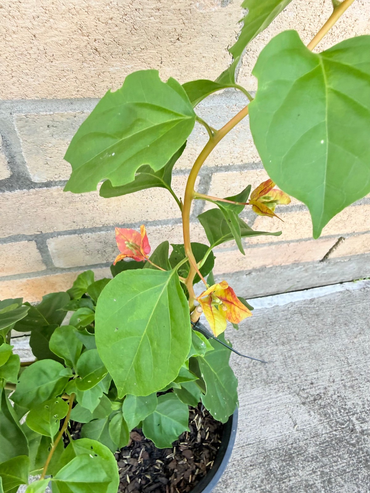 Bougainvillea Golden Rao