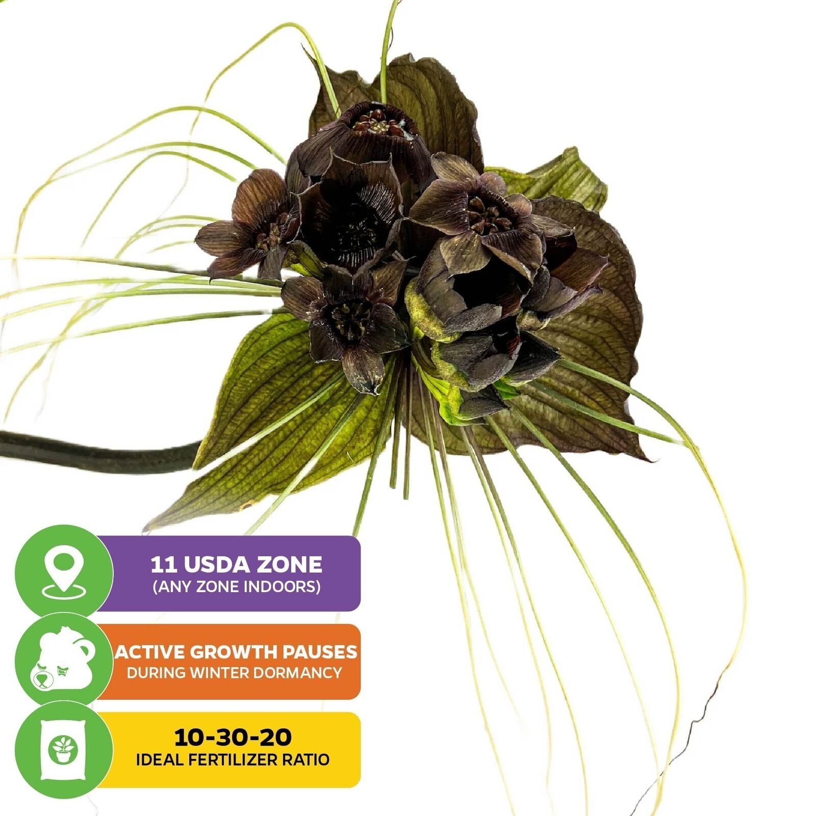 Black Bat Flower Plant – Tacca chantrieri – Live Plant