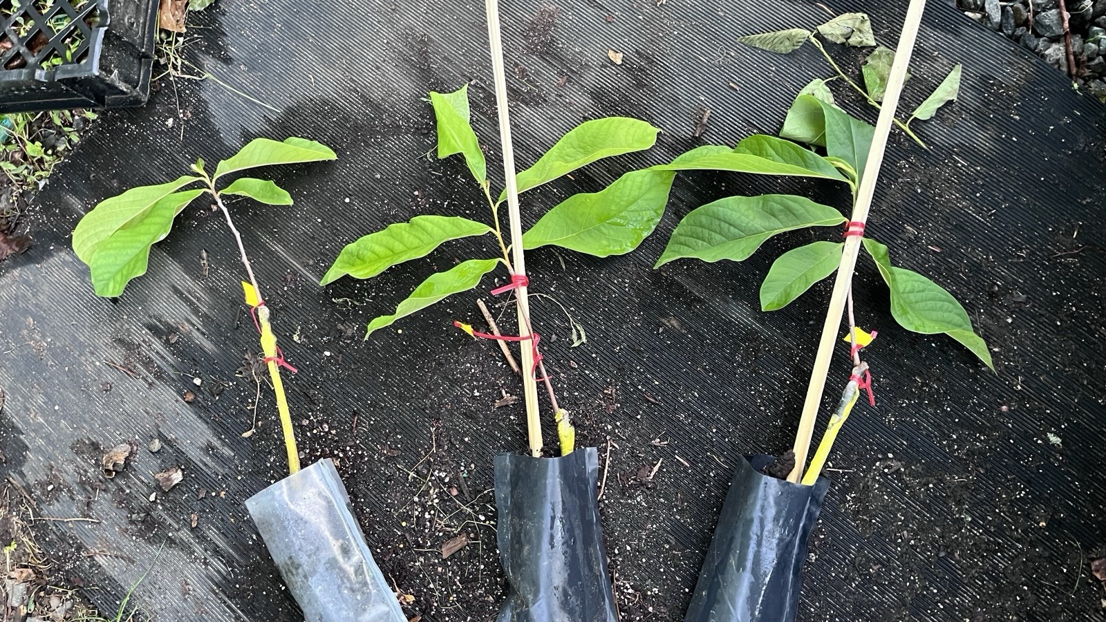 Asimina triloba ‘Sunflower’, grafted 3-6 inches tall plant (Poor Man’s Banana)